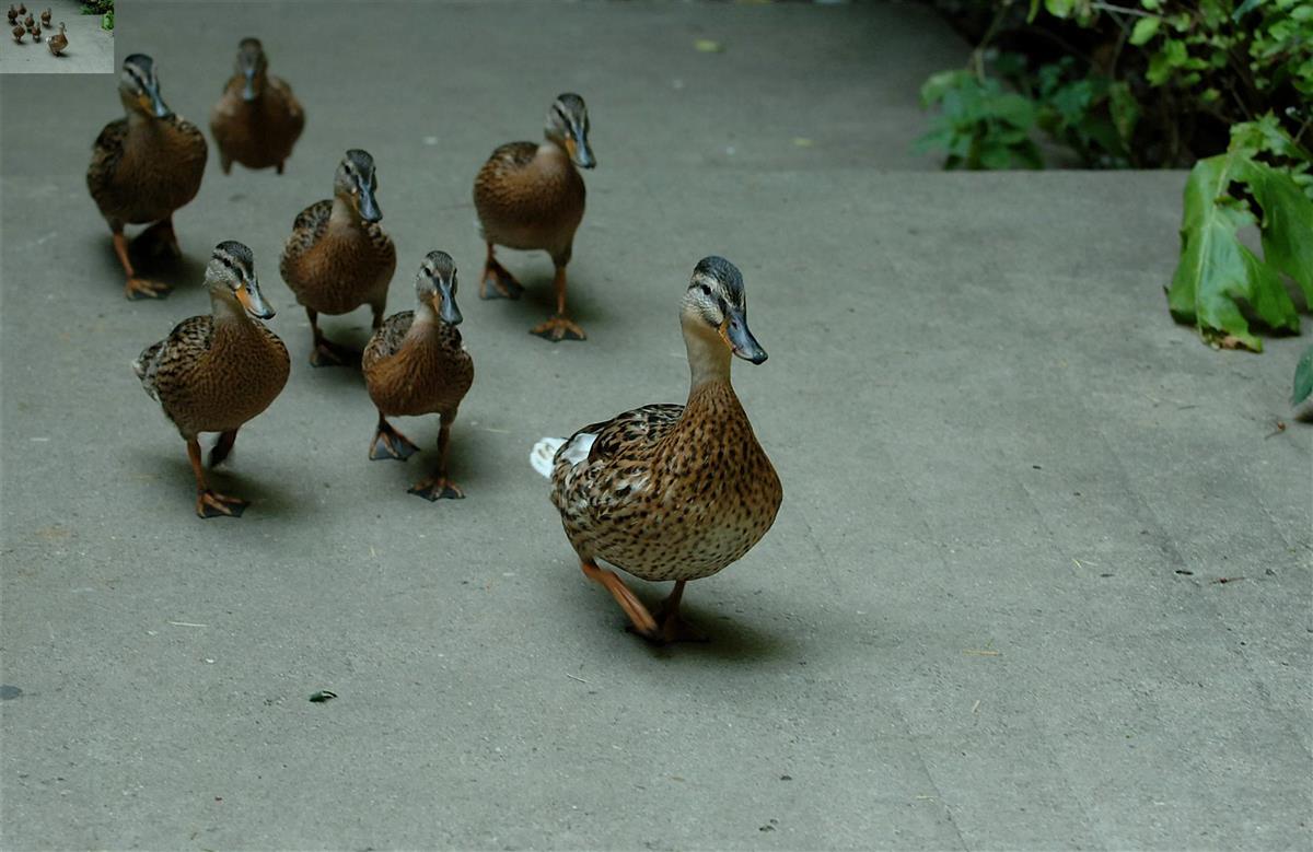 ducks walking in a row