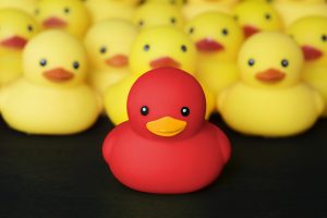 red rubber duck in front of yellow rubber ducks