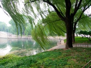 Willow tree by a lake