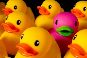 pink duck among yellow ducks